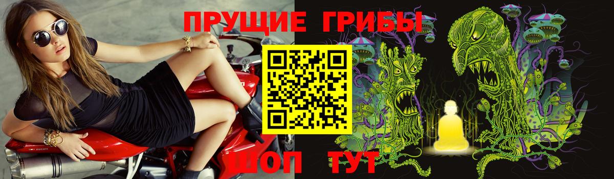 Галлюциногенные грибы Psilocybe  Боровичи  Галлюциногенные грибы прущие грибы 